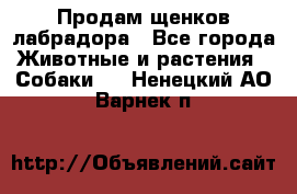 Продам щенков лабрадора - Все города Животные и растения » Собаки   . Ненецкий АО,Варнек п.